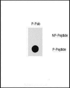 PAK1 (phospho-Thr212) antibody