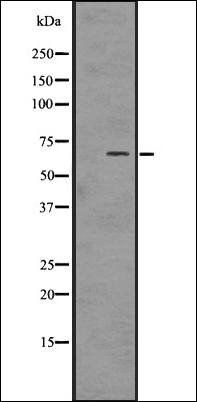 PAK1/2/3 (Phospho-S144) antibody
