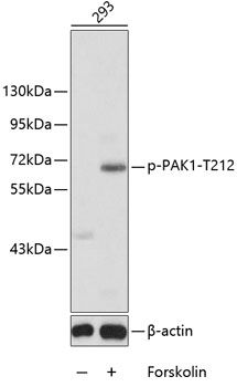 PAK1 (Phospho-T212) antibody