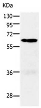 PAK1 Antibody