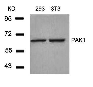PAK1 (Ab-212) Antibody
