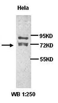 PAK1 antibody