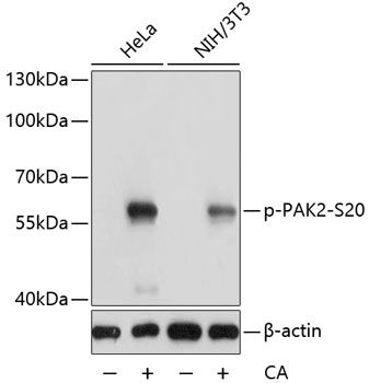 PAK2 (Phospho-S20) antibody