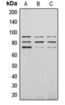 PAK4 (phospho-S474) antibody