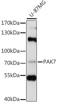 PAK5 antibody