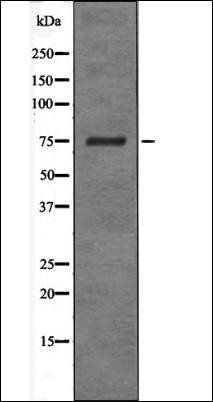 PAK6 (Phospho-Ser165) antibody