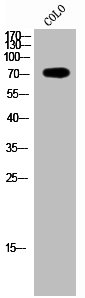 PAK7 antibody