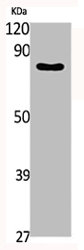 PAK7 Antibody