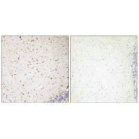 PAK7 Antibody