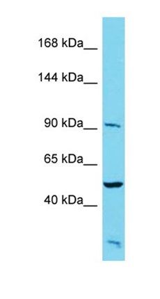 PALD1 antibody