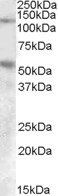 Goat anti-Palladin (aa895-907) Antibody