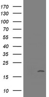 Pallidin (BLOC1S6) antibody