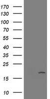Pallidin Antibody