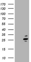 Pallidin Antibody