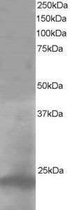 Goat anti-Pallidin Antibody