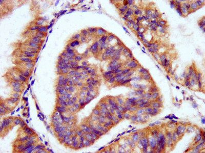 PAM Antibody