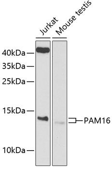 PAM16 antibody