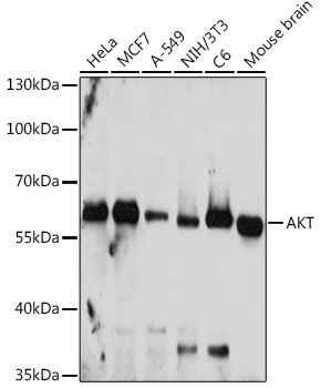 Pan-AKT antibody