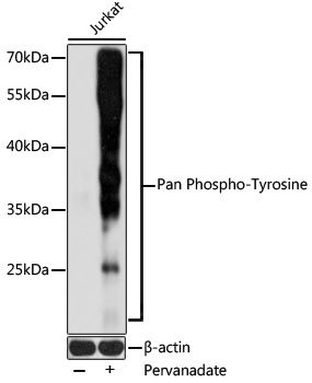 Pan Tyrosine) antibody