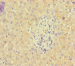 PAN2 Antibody