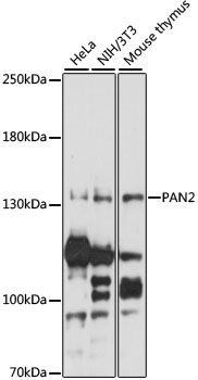 PAN2 antibody