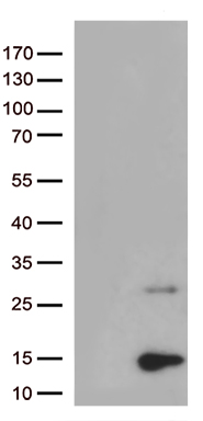 Pancreatic Polypeptide (PPY) antibody