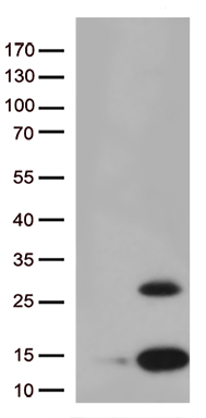 Pancreatic Polypeptide (PPY) antibody