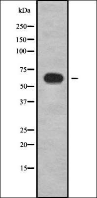 PANK2 antibody