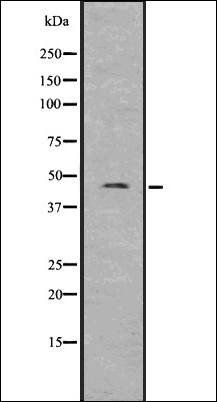 Pannexin-3 antibody