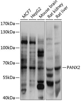 PANX2 antibody