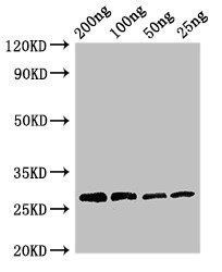 Papain antibody