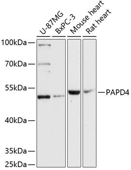 PAPD4 antibody