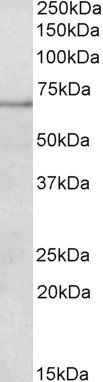 Goat anti-PAPD5 (aa497-510) Antibody