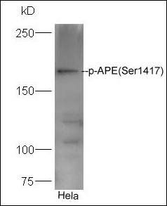 pAPE antibody