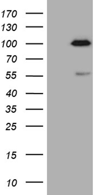 PAPSS2 antibody