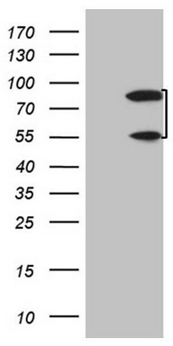 PAPSS2 antibody
