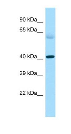 PAQR7 antibody