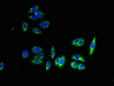 PAQR7 Antibody
