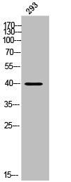 PAQR7 Antibody