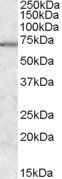 Goat anti-MARK2 / PAR-1 Antibody