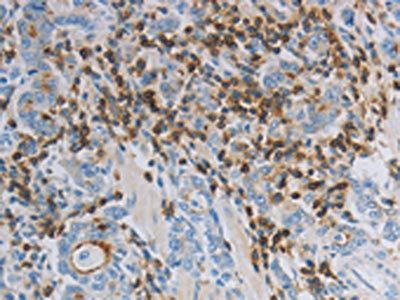 PARD6A Antibody