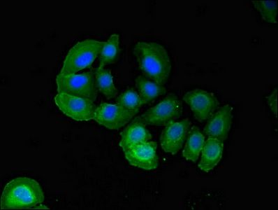 PARD6A Antibody