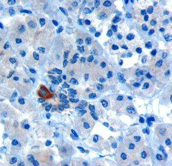 Goat anti-PAR6alpha / PARD6A Antibody