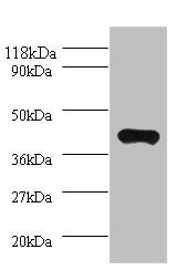 paraoxonase/arylesterase 1 antibody