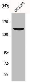 PARD3 Antibody