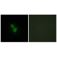 PARD3 Antibody