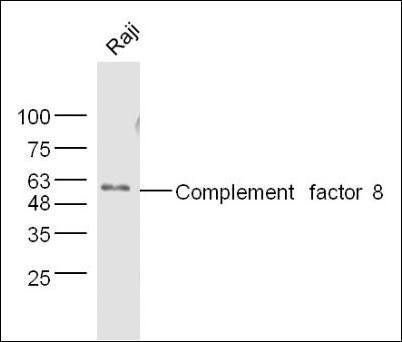 PARD6G antibody