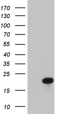 PARG Antibody