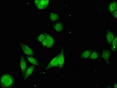 PARG Antibody