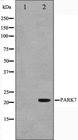 PARK7 antibody